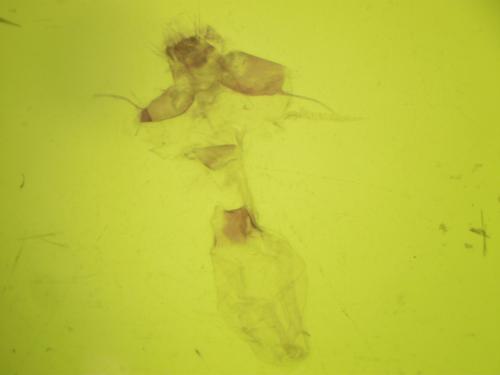 Réf. 271 023 : Condica capensis